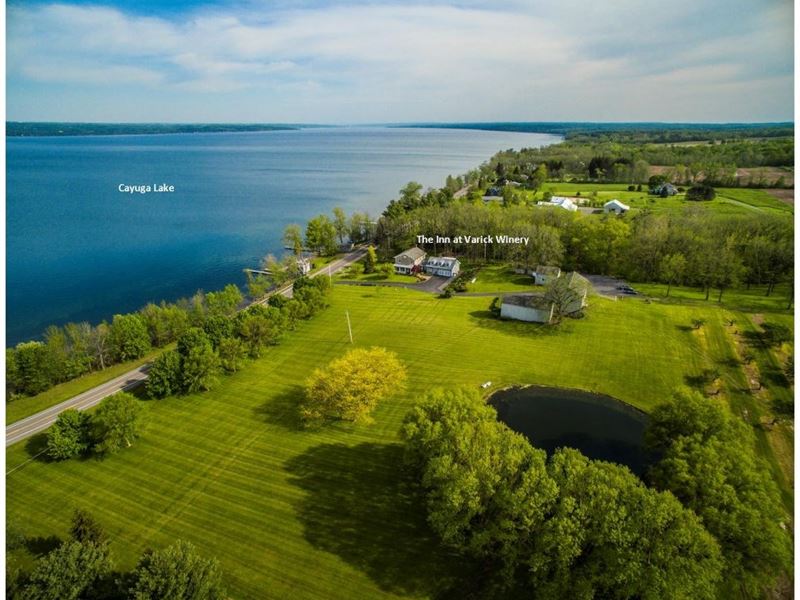 Winery Vineyard Near Ithaca, NY : Finger Lakes : Seneca County : New York