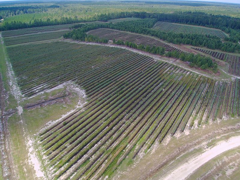 Copper Station Farm : Riceboro : McIntosh County : Georgia
