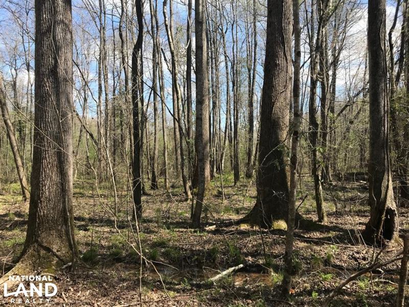 Bogue Creek Hunting and Timber Inve : Sulligent : Lamar County : Alabama