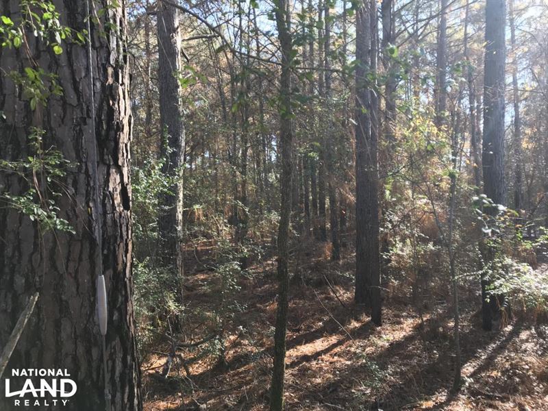 Great Hunting / Timber Tract in : Pioneer : West Carroll Parish : Louisiana