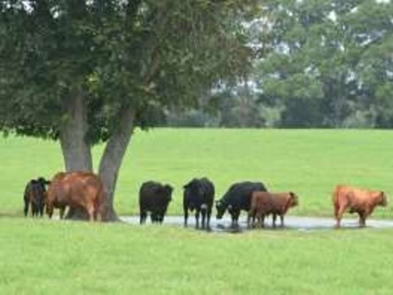 1068 Acres in Holmes County Cain : Goodman : Holmes County : Mississippi