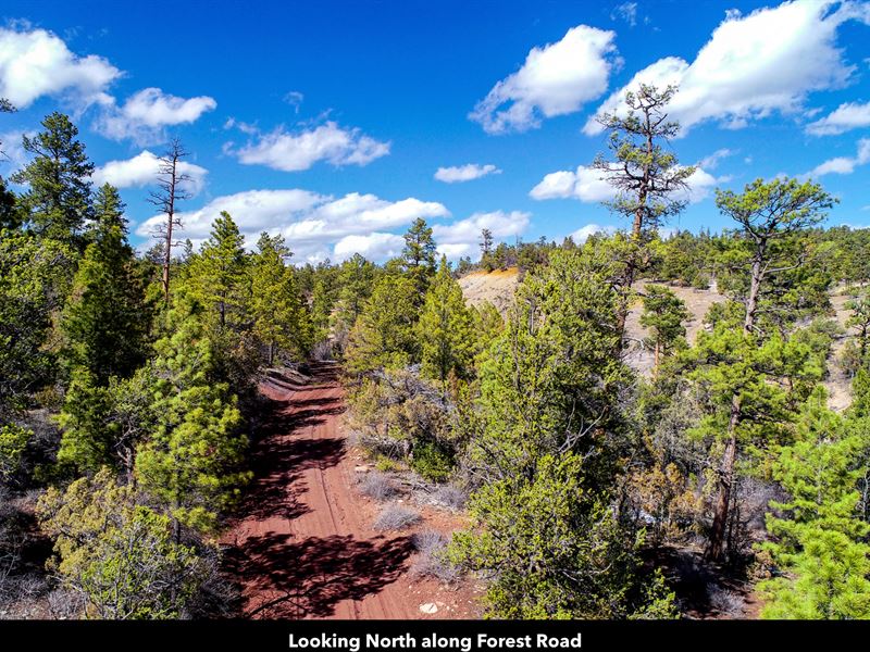 20 Acres Bordering National Forest : Grants : Cibola County : New Mexico