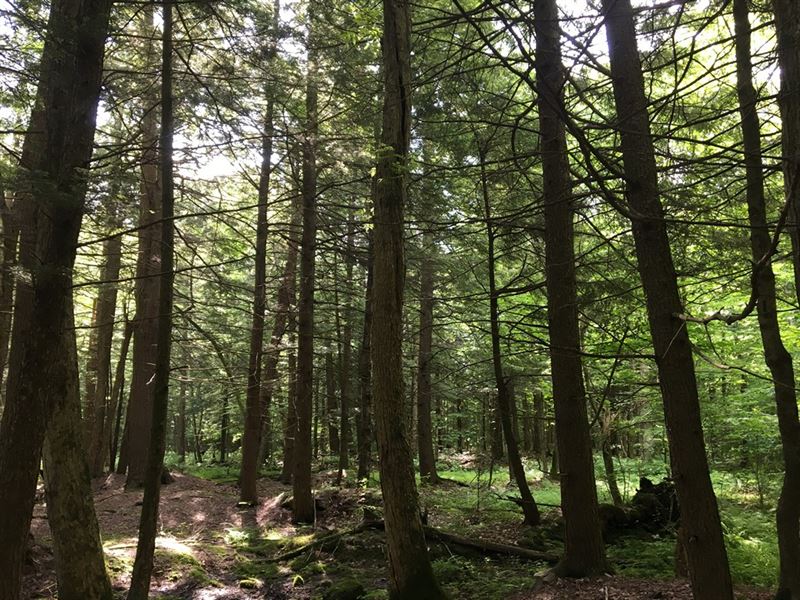 McCaw Acres : Redfield : Oswego County : New York