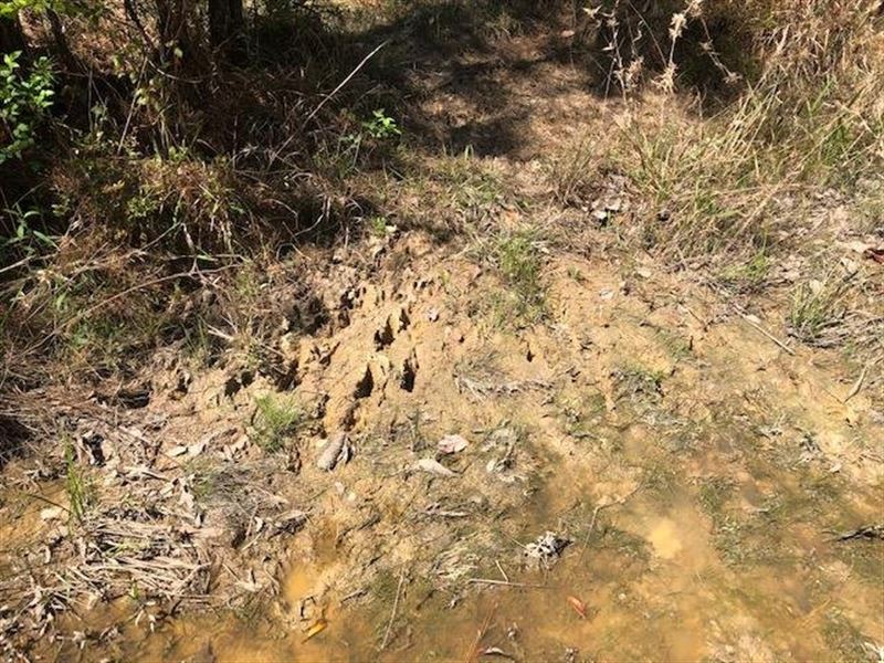 139 Acres Hunting/Residential : Leakesville : Greene County : Mississippi