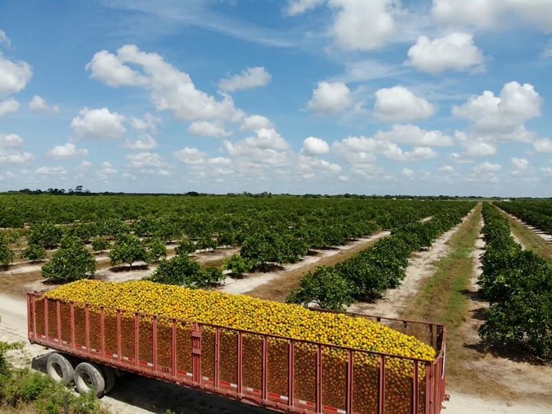 Beautiful Farmland, Citrus Grove : Labelle : Hendry County : Florida