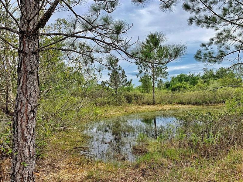 450+ Acres Prime Hunting Land, Levy, Farm for Sale in Florida, 194971