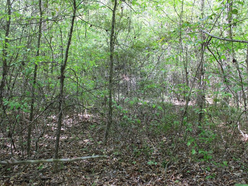 Heavily Wooded Hunting Tract Home : Gladewater : Smith County : Texas