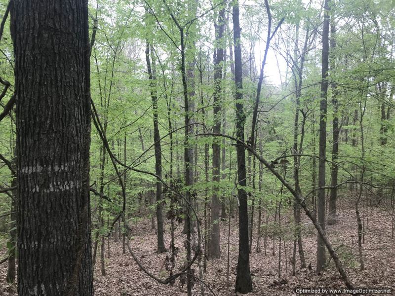 Rolling Hills Of Cherrybark Oak : Fayette : Jefferson County : Mississippi