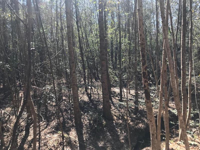 Logan Creek Hunting Timber Tract : Gordo : Pickens County : Alabama