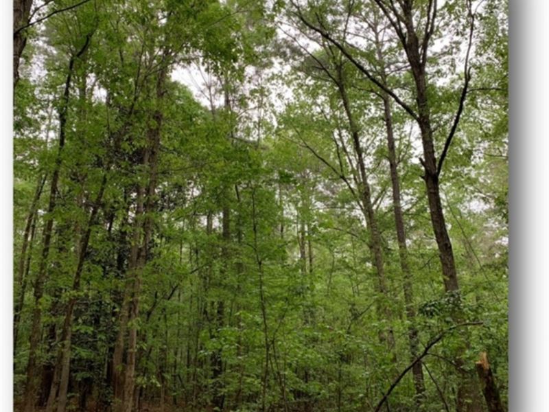 21.33 Acres in Lincoln County in Bo : Bogue Chitto : Lincoln County : Mississippi