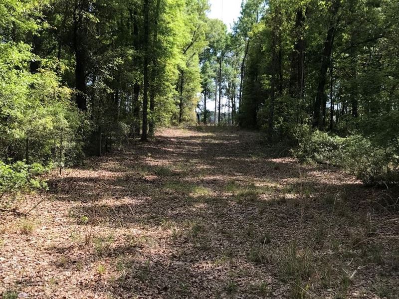 Beautiful Acreage in The Country : O'brien : Suwannee County : Florida
