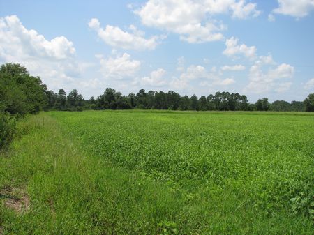 Old Stage Rd 20 : Excel : Monroe County : Alabama