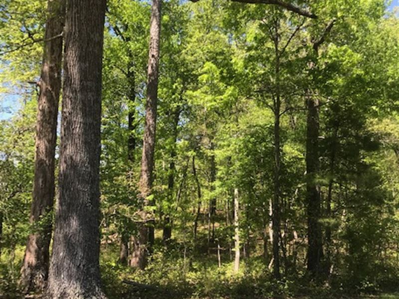 5.00+/- Acres Wooded & Unrestricted : Sale Creek : Hamilton County : Tennessee