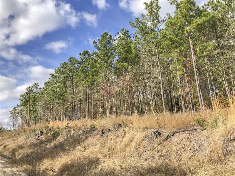 7.9 Ac Wilderness Estates : Point Blank : San Jacinto County : Texas