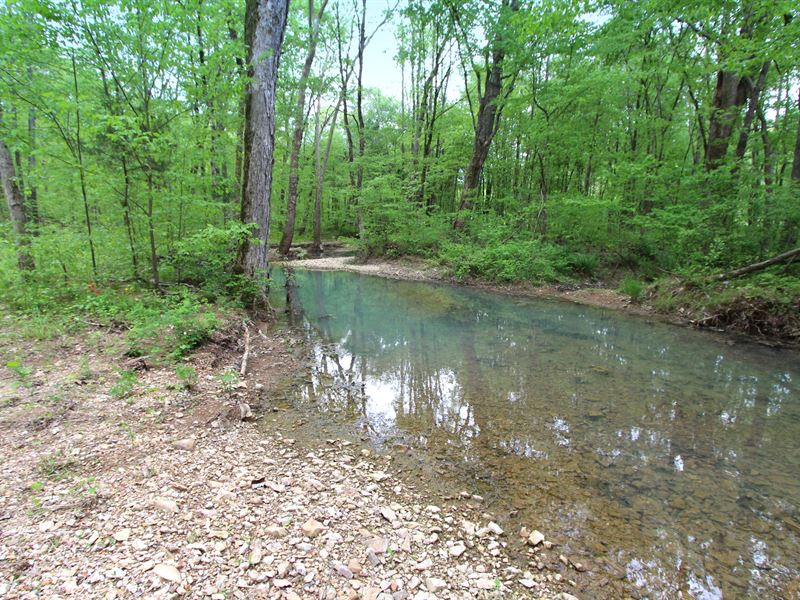 Rolling Forest Land : Hurricane Mills : Humphreys County : Tennessee