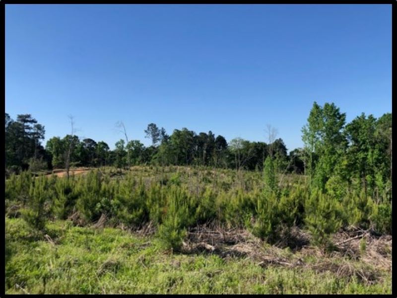 38 Acres in Attala County in Sallis : Sallis : Attala County : Mississippi