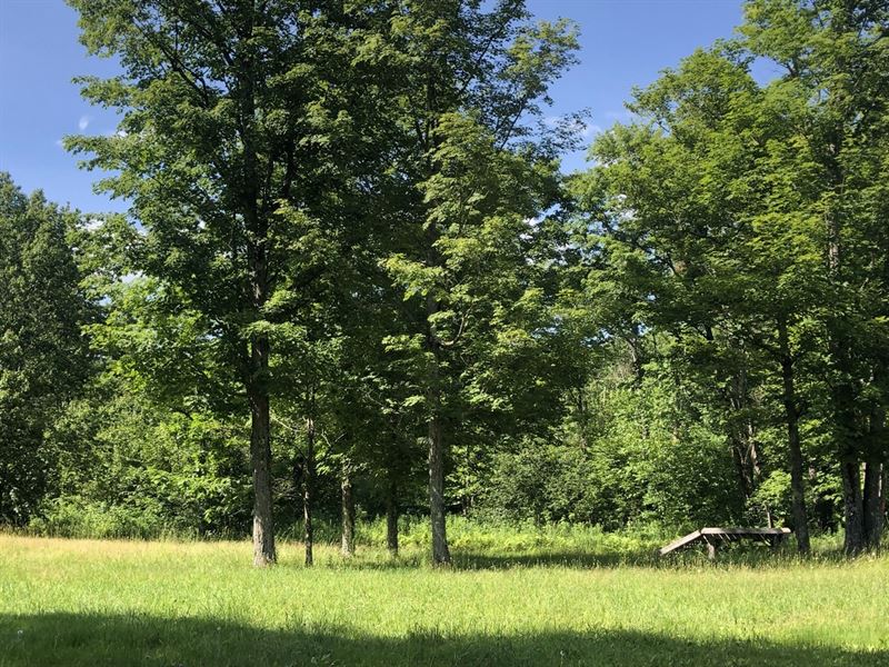 Balcom Forest : Redfield : Oneida County : New York