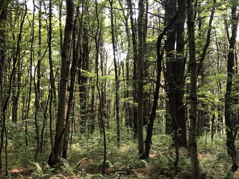 Borders Two State Forests : Redfield : Oswego County : New York