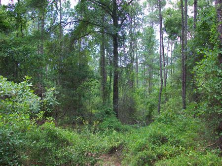 36 Acres Half Woods Half Farmland : Hawkinsville : Pulaski County : Georgia