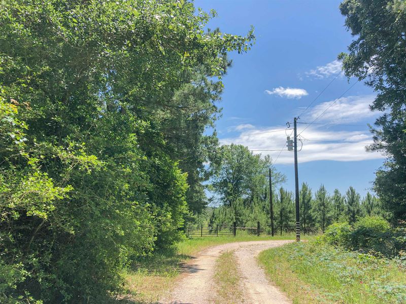 323 Acres Copeland Road Tract 5 : Huntsville : Walker County : Texas