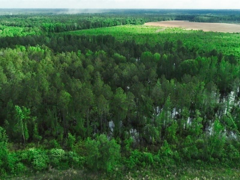 Black Creek Farm : Darlington : Darlington County : South Carolina