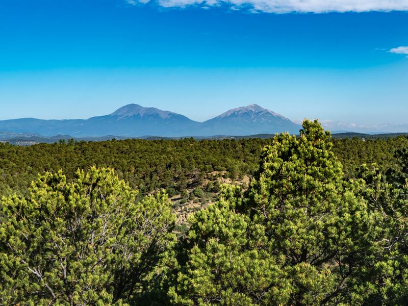 Wooded Mountain Top Land Near Blm : Trinidad : Las Animas County : Colorado