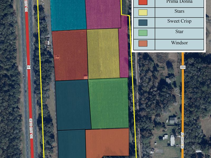 Aunt Zelma's Blueberry Farm : Island Grove : Alachua County : Florida