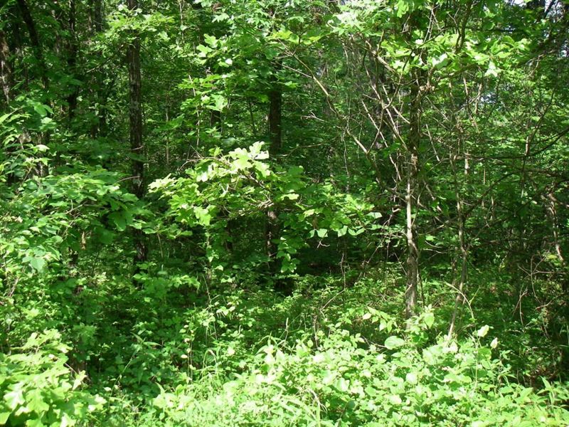 90 Lots Timber Lake Subdivision, Farm for Sale in Missouri, 201938