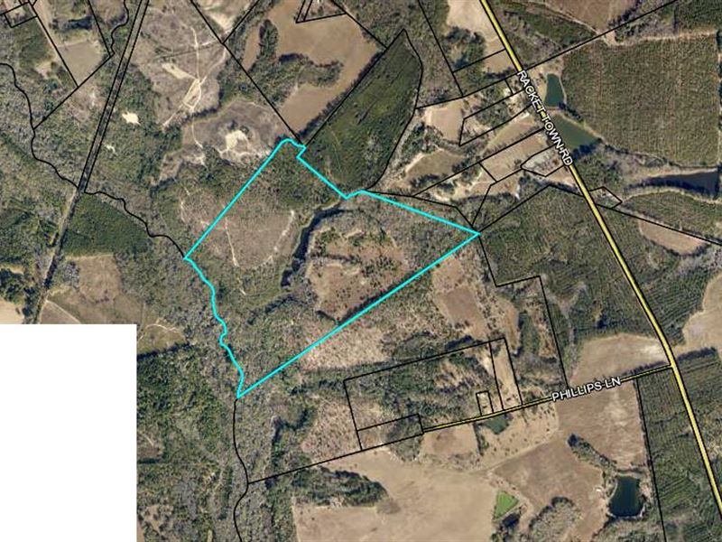 162.11 Acres Hunting / Investment : Lyons : Emanuel County : Georgia