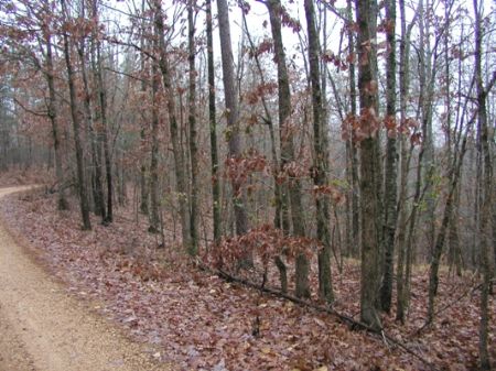 Cave Springs Road - 251 Acres : Henderson : Chester County : Tennessee