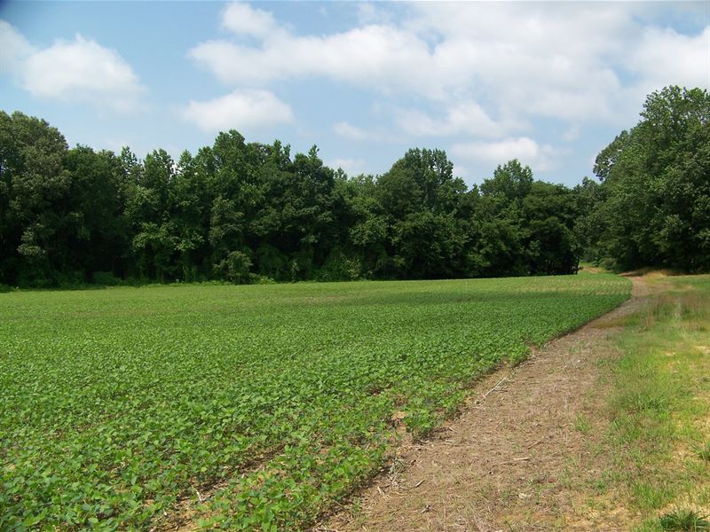 West TN Large Acreage, Crop Land, Farm for Sale in Tennessee, 202887