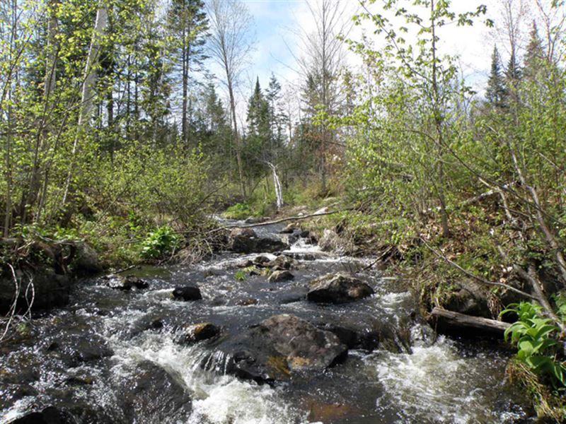 Sheridan Brook Woodland : Guildhall : Essex County : Vermont