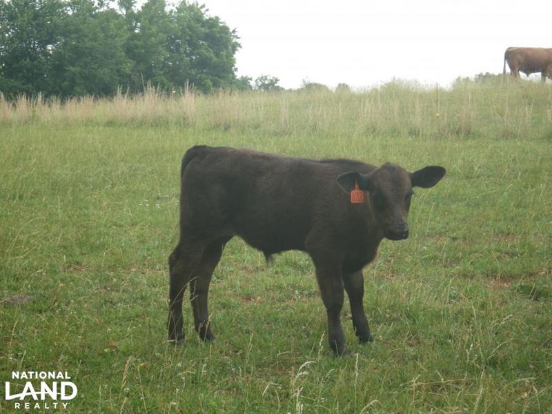 89 Acre Working Cattle Farm, Farm for Sale in Kentucky, 203613 FARMFLIP