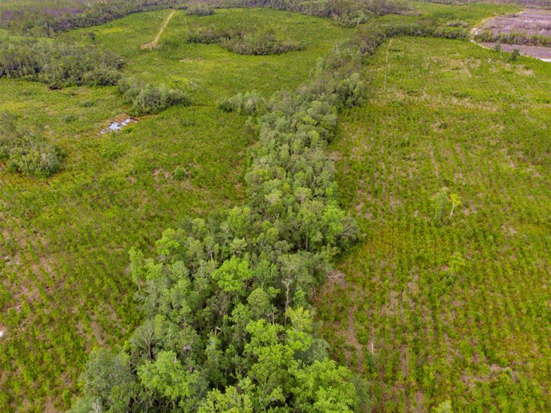 Timber Investment Nat Forest Front : Telogia : Liberty County : Florida