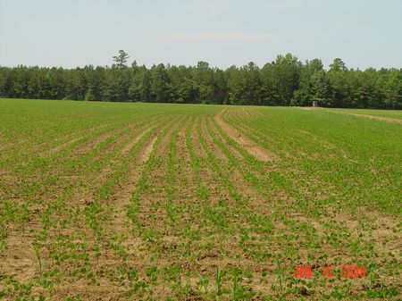 Crumptonia Plantation : Orrville : Dallas County : Alabama