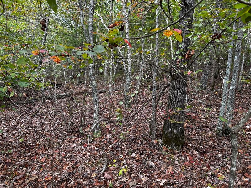 30 Acres, Wooded, Mountain View : Mountain View : Stone County : Arkansas