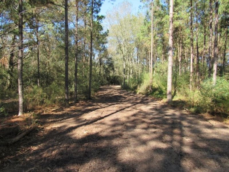 38.4 Acres-Sumrall Rd : Walthall : Pike County : Mississippi