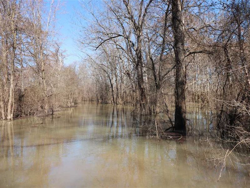 Price Reduced, Flooded Timber Duck : Portia : Lawrence County : Arkansas