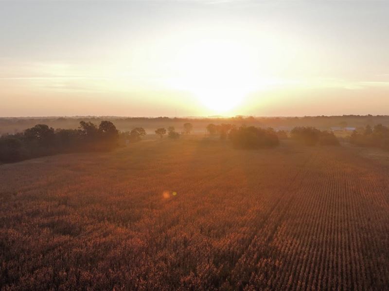 96 Acre Homestead in Lawrence Count : Mount Hope : Lawrence County : Alabama
