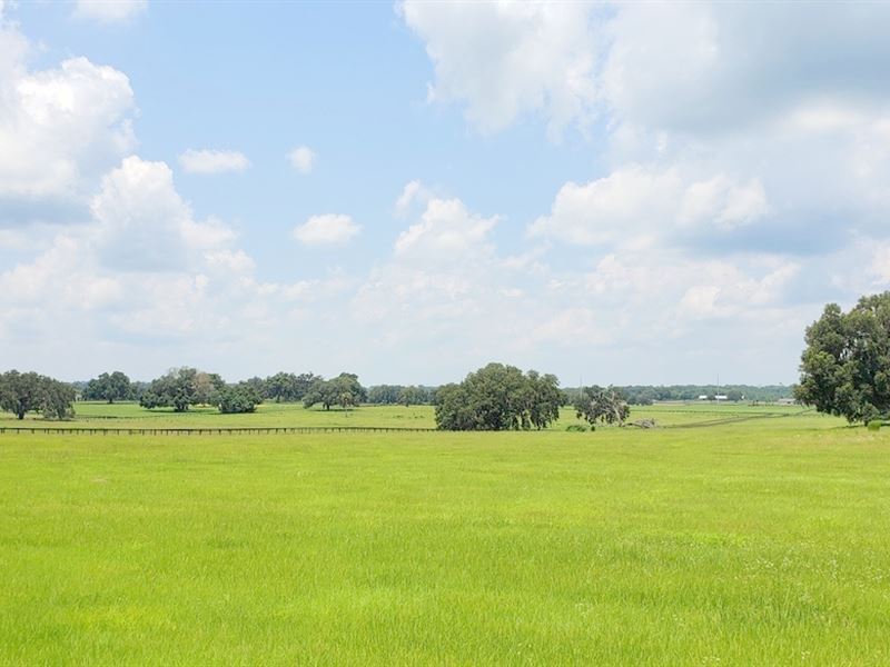 141 Acres On Beautiful Hwy 25A : Reddick : Marion County : Florida