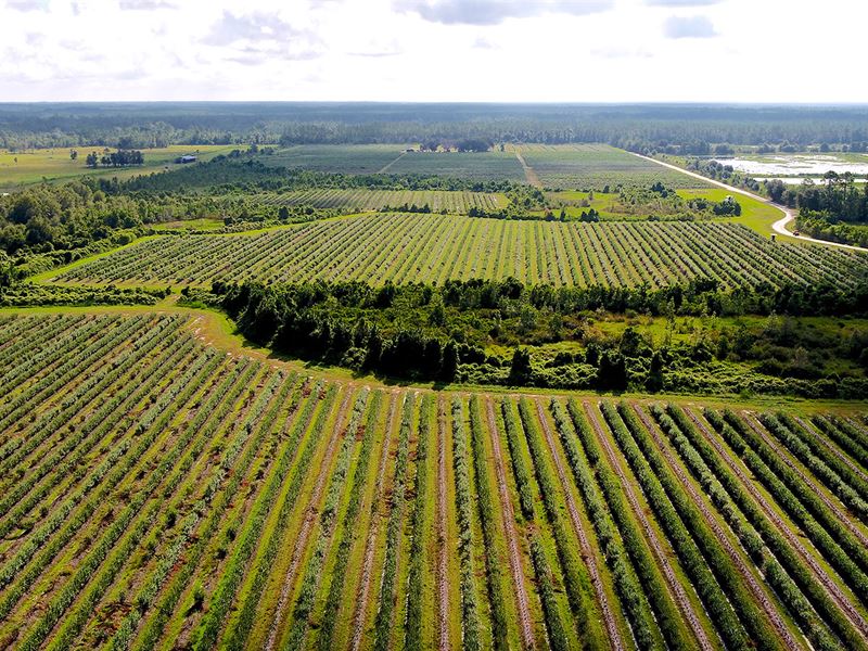 Miller Blueberry Farm : Interlachen : Putnam County : Florida