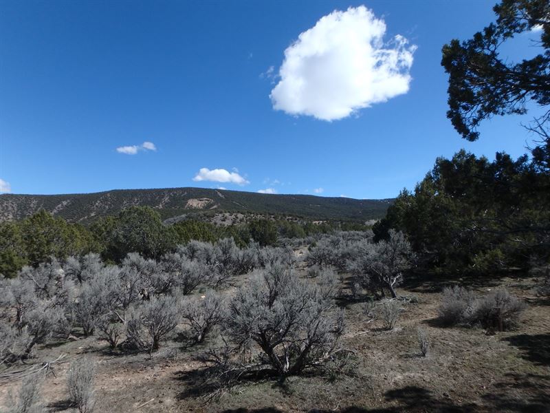 80 Acres Prime Hunting Ground, Farm for Sale in Colorado, 207476