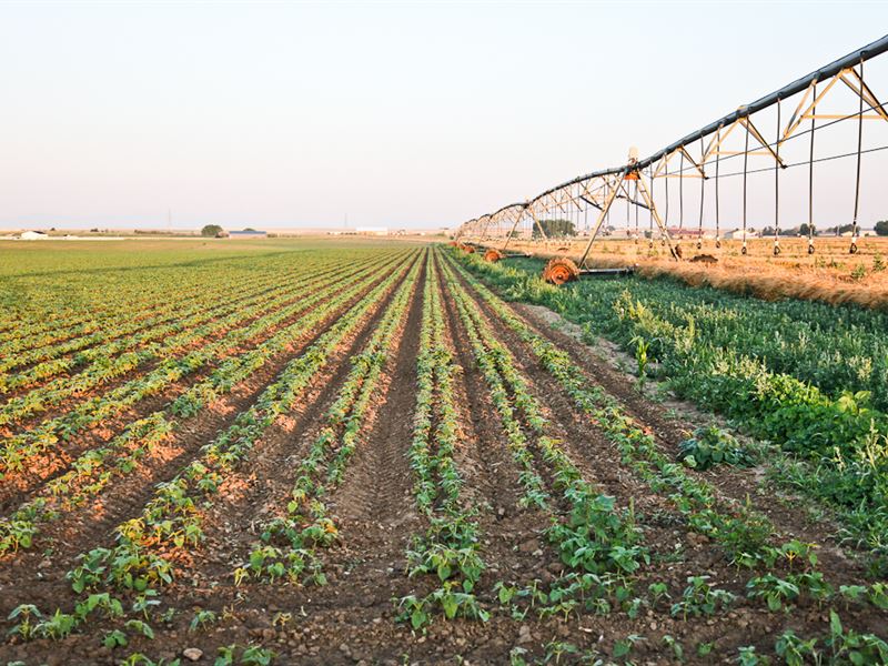 Pierce Organic Farm : Pierce : Weld County : Colorado
