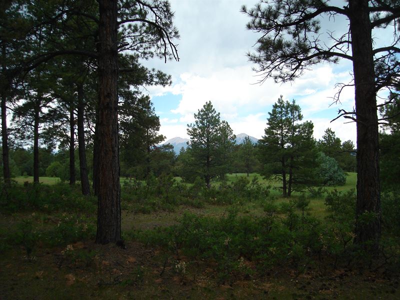 Bear Claw Pass Ranch, South Parcel : Gulnare : Las Animas County : Colorado