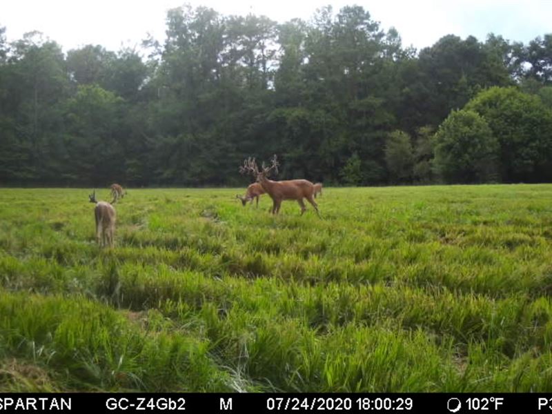 High Fence Game Preserve for Sale : Salem : Lee County : Alabama