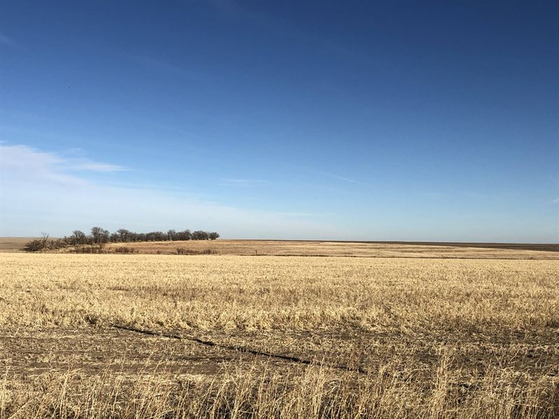 Cheyenne County Crop & Grass : Saint Francis : Cheyenne County : Kansas