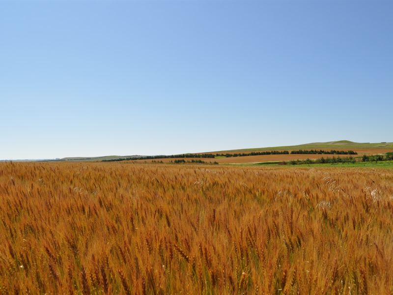 South Dakota Pheasants and Cropland, Farm for Sale in South Dakota