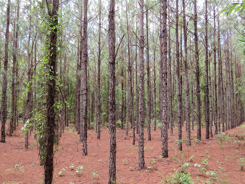 Crossroads Pine Plantation Flyer : Branford : Suwannee County : Florida