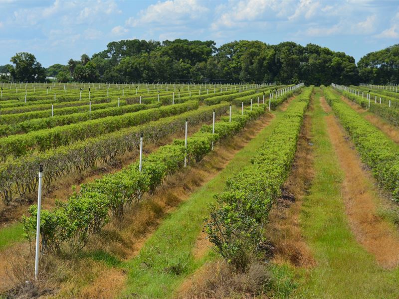 Zellwood Blueberry Farm, Farm for Sale in Florida, 209006 FARMFLIP