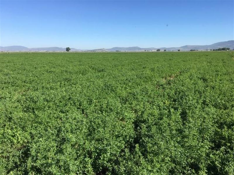 Alfalfa Farm, Farm for Sale in California, 209158 FARMFLIP